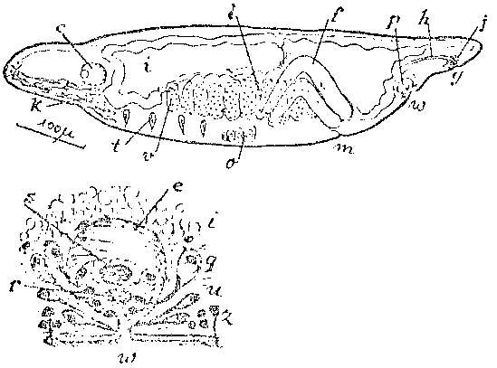 Monocelis psilus (Marcus 1954)的圖片