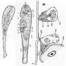 Sivun Proaphanostoma tenuissima (Westblad 1946) kuva