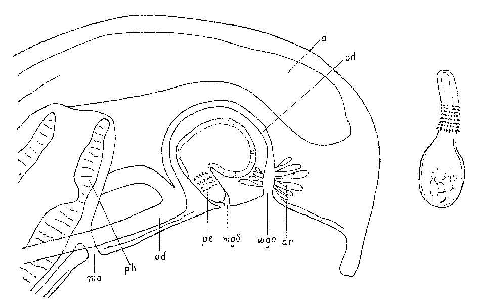 Image of Promonotus