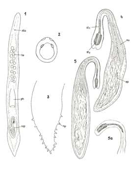 Image of Promonotus