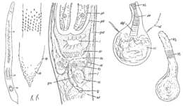 Image of Promonotus ponticus Ax 1959