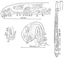 Promonotus orthocirrus Karling 1966的圖片