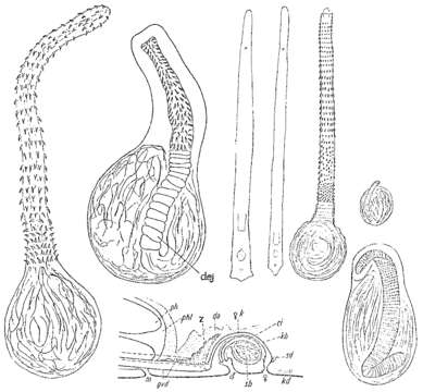 Image of Promonotus schultzei Meixner 1943