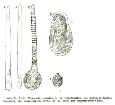 Image of Promonotus schultzei Meixner 1943