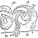 Image of Archiloa rivularis de Beauchamp 1910