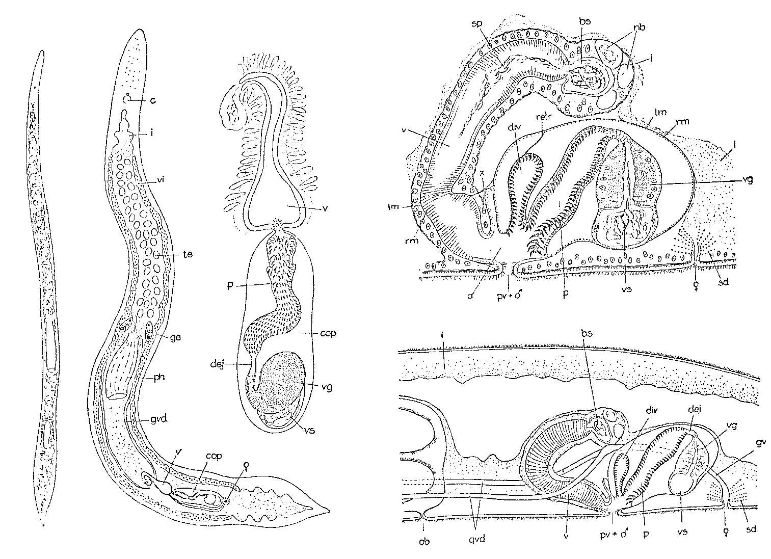 Image of Archiloa