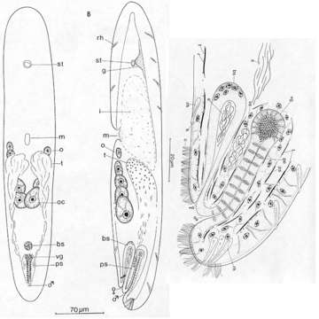 Image of Praeconvoluta