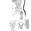 Image of Archilopsis unipunctata (Fabricius 1826)