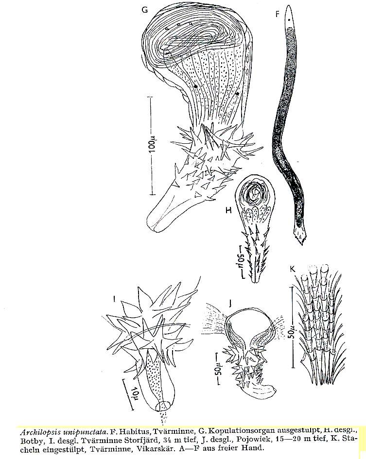 Image of Archilopsis