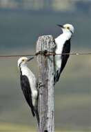 Image of White Woodpecker