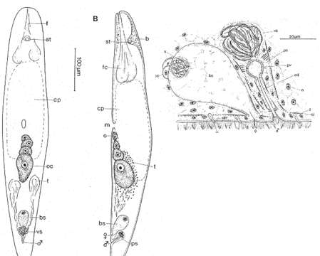 Image of Praeconvoluta