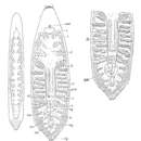 Image of Paramonotus hamatus (Jensen 1878) Meixner 1938