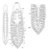 Image of Paramonotus