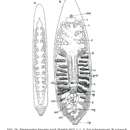 Image of Paramonotus hamatus (Jensen 1878) Meixner 1938