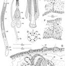 Слика од Archimonocelis mediterranea Meixner 1938