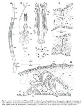 Image of Archimonocelidae