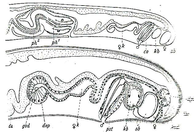 Image of Archimonocelidae