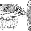 Image of Pseudaphanostoma variabilis Westblad 1946