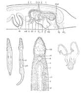 Image of Boreocelis