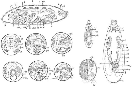 Image of Globuliphora