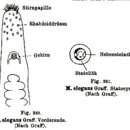 Image of Myrmeciplana elegans Graff 1911