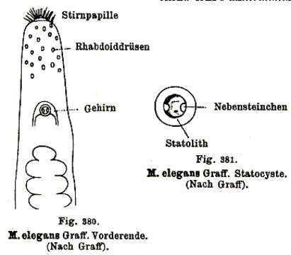 Image of Myrmeciplana