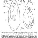 Image of <i>Monotoplana diorchis</i> Meixner 1938