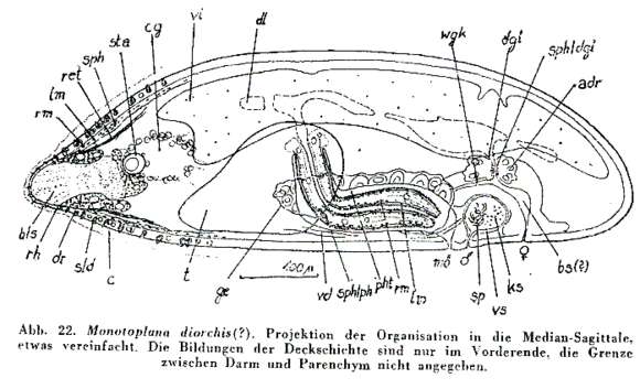 Image of Monotoplanidae