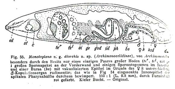 Image of Monotoplanidae