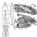 Image of Pseudaphanostoma divae Marcus 1952