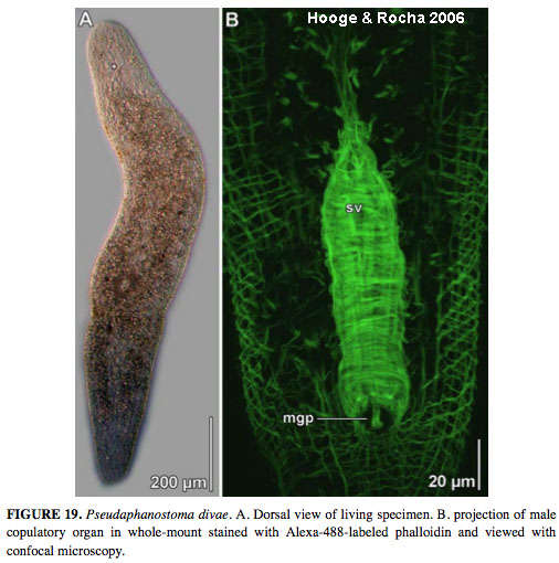 Image of Pseudaphanostoma