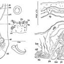 Image of Minona pelvivaginalis Tajika 1982