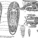 Image of Pseudaphanostoma murmanicus (Mamkaev 1967)