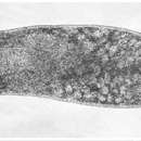 Pseudomonocelis cetinae Meixner 1943的圖片