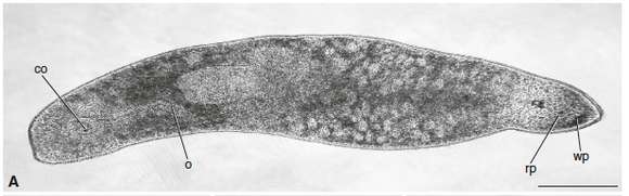 Image of Pseudomonocelis