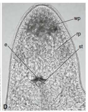 Image of Pseudomonocelis