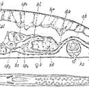 Image of Pseudomonocelis agilis (Schultze 1851)