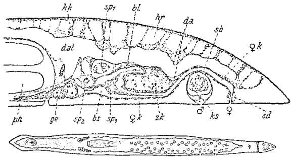 Image of Pseudomonocelis