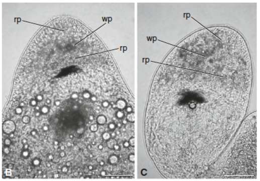 Image of Pseudomonocelis