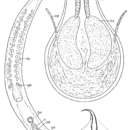 Image of Duplominona galapagoensis Ax & Ax 1977
