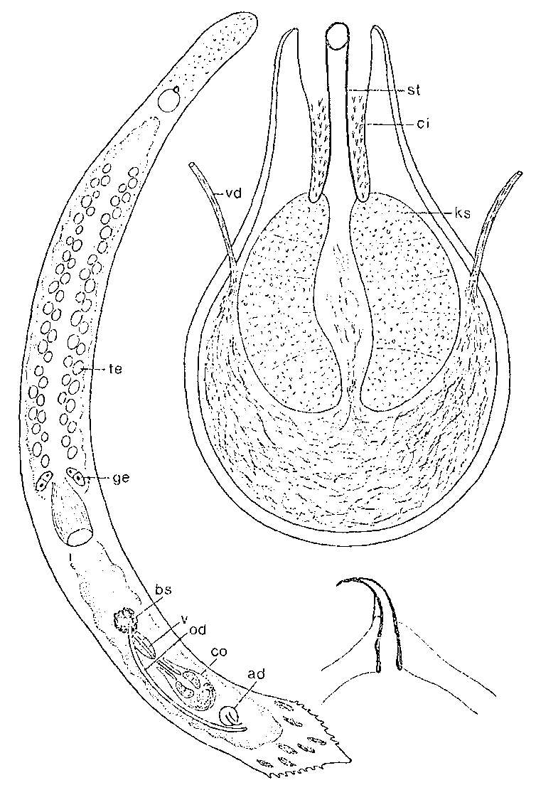 Image of Duplominona galapagoensis Ax & Ax 1977