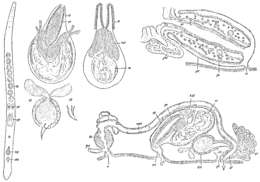 Image of Duplominona istanbulensis (Ax 1959)