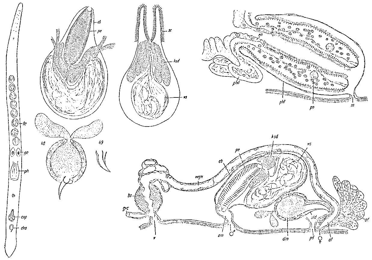 Image of Duplominona istanbulensis (Ax 1959)