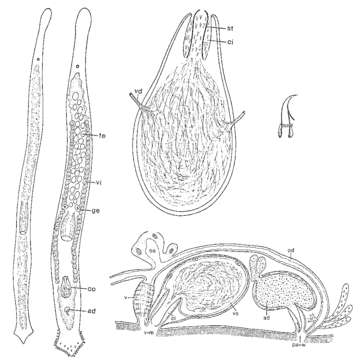 Image of Duplominona krameri Ax & Ax 1977