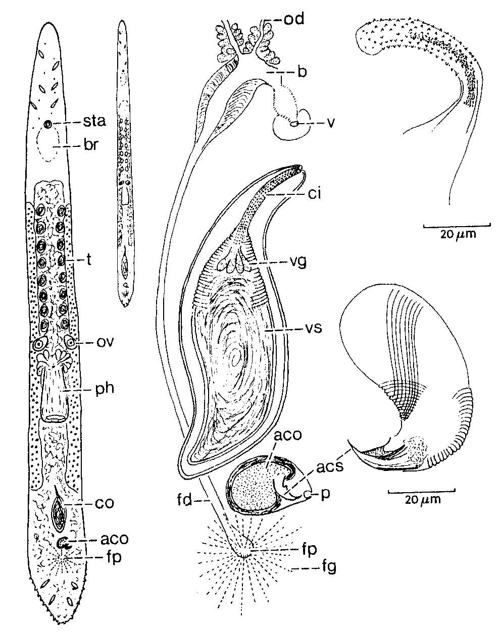Image of Duplominona longicirrus Martens 1984
