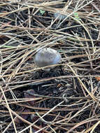 Image of Amanita vaginata (Bull.) Lam. 1783