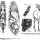 Image of Pseudaphanostoma pelophilum Dörjes 1968