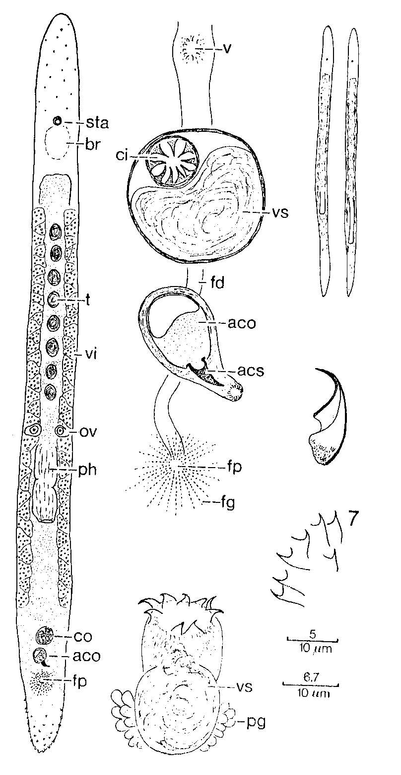Image of Duplominona paucispina Martens 1984