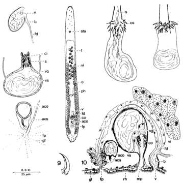 Duplominona septentrionalis Martens 1983的圖片