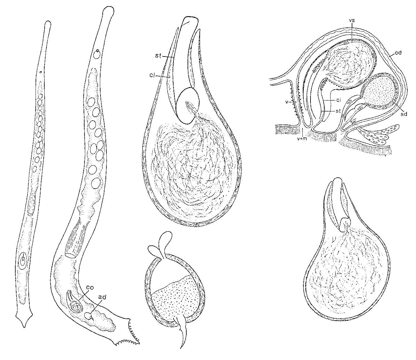 Image of Duplominona sieversi Ax & Ax 1977